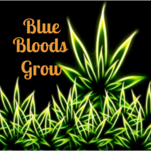 Blue Bloods Grow