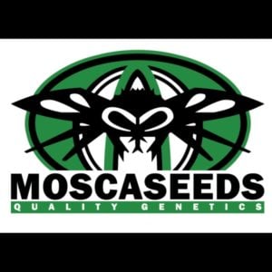 Mosca Seeds